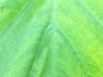 Carbon Leaf Texture Stock Photo