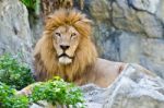 Male Lion Stock Photo