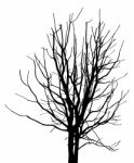 Dead Tree Without Leaves Isolated Stock Photo