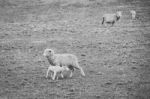 Sheep On The Farm During The Day Stock Photo