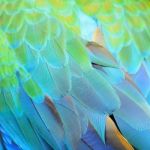 Harlequin Macaw Feathers Stock Photo