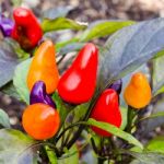 Colorful Chilli Stock Photo