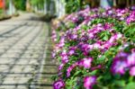 Little Pink Daisy Flower Vibrant Color At Rajapruk Park Stock Photo