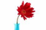 Fresh Red Gerbera In Vase Stock Photo