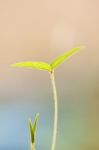 Young Green Leaf Stock Photo