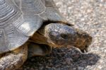 Sardinian Marginated Tortoise (testudo Marginata) Stock Photo