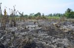 Slash And Burn Cultivation Stock Photo