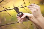 Pruning Fruit Tree - Cutting Branches At Spring Stock Photo