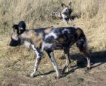 Wild Dogs In Namibia Stock Photo