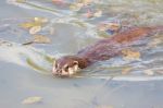 Eurasian Otter (lutra Lutra) In Natural Habitat Stock Photo