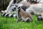 Ring-tailed Lemurs (lemur Catta) At The Bioparc In Fuengirola Stock Photo