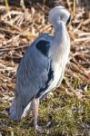 The Grey Heron Stock Photo