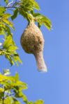 Baya Weaver Bird Nest  Branch On Tree Stock Photo