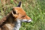 Close-up Of A Red Fox (vulpes Vulpes) Stock Photo