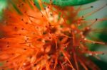 Macro Red Calliandra Haematocephala Flower After Rain Drop Stock Photo