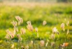 Vintage Photo Of Close Up Soft Focus A Little Wild Flowers  Stock Photo