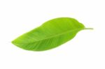 Young Banana Leaf On White Background Stock Photo