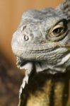 Iguana Lizard Stock Photo