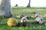 Coconuts under Coconut tree Stock Photo