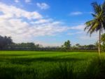 Paddyfields Stock Photo