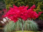 Acer Tree Leaves Changing Colour In Autumn Stock Photo