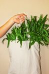 Cloth Bag With Morning Glory Stock Photo