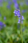 Sussex Bluebells Stock Photo