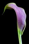 Purple Calla Lilly Stock Photo