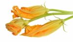 Yellow Courgette Blossoms Stock Photo