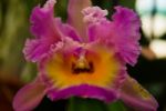 Clown Cattleya Orchid Stock Photo