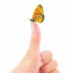 Butterfly Sitting On Finger Stock Photo