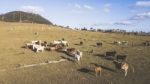 Country Cows On The Farm Stock Photo