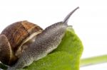 Snail On White Stock Photo