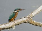 Kingfisher Stock Photo