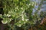 Unripe Blueberries Growing Plant Display In Food Festival Stock Photo