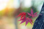 Maple In Autumn Season With Soft Focus Stock Photo