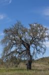 Lonely Dead Tree Stock Photo