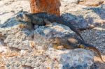 Wild Land Iguana On Santa Fe Island In Galapagos Stock Photo