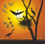 Group Herons At Sunset Stock Photo