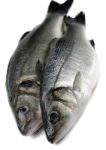 Two Sea Bass Stock Photo