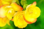 Yellow Begonia Flower In Garden Stock Photo