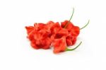 Red Hot Pepper Stock Photo