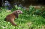 Eurasian Otter (lutra Lutra) Stock Photo