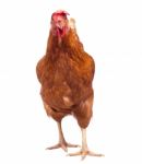 Full Body Of Brown Chicken Hen Standing Isolated White Background Use For Farm Animals And Livestock Theme Stock Photo