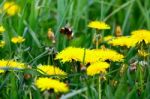 Bumblebee Flying From Flower Stock Photo