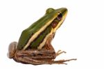 Green Frog Stock Photo