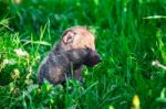 Gray Wolf Cubs In A Grass Stock Photo