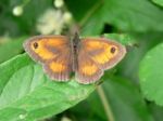 Meadow Brown Butterfly Stock Photo