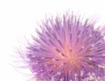 Thistle Stock Photo