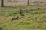 Hare On Pastureland At Rye In Sussex Stock Photo